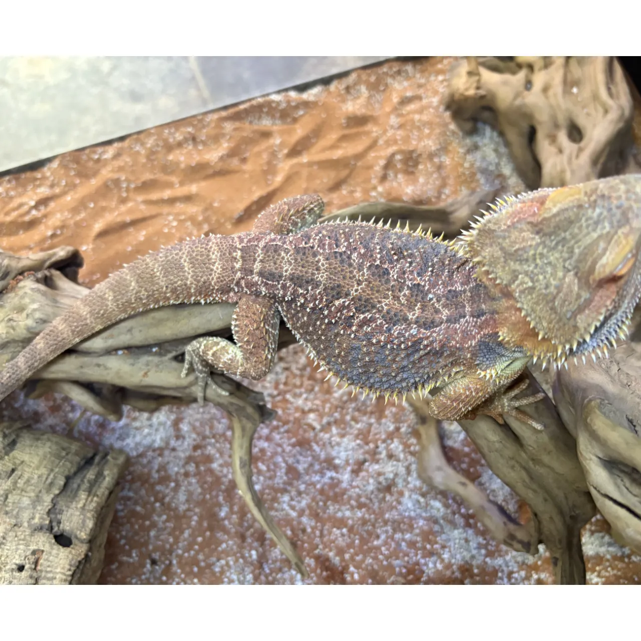 Skægagame Hun (Pogona vitticeps) 30cm